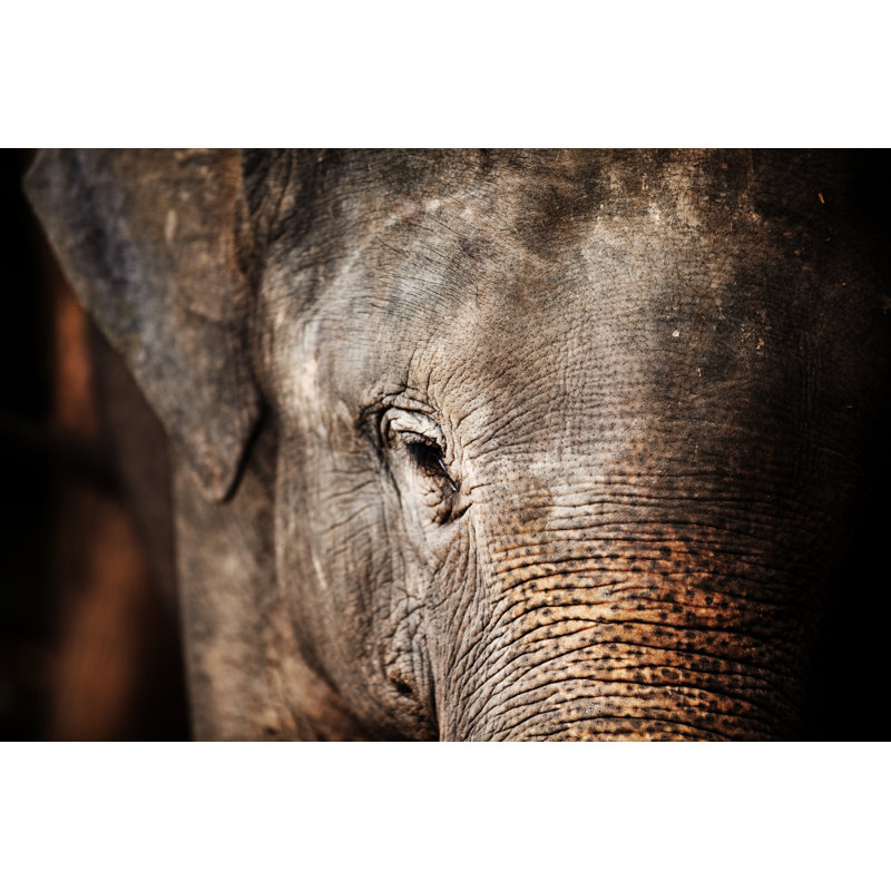 Elephant - Wrapped Canvas Print, 20cm H x 30cm W x 3.8cm D