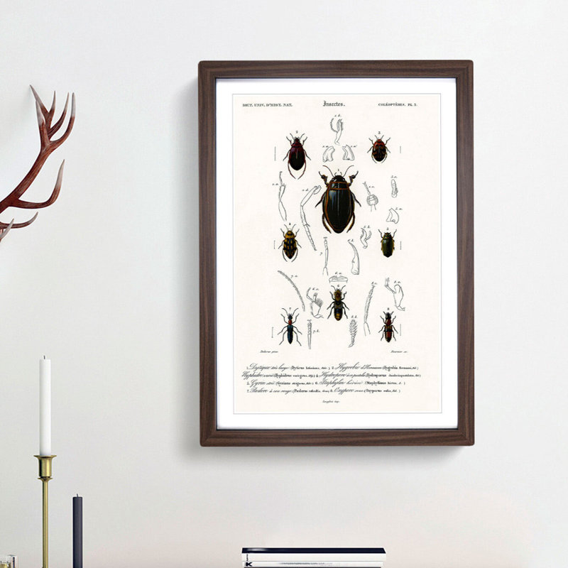 Beetle Illustrations PL.5 by Charles D'Orbigny - Single Picture Frame Print, 45cm H x 33cm W x 2cm D, Walnut Framed