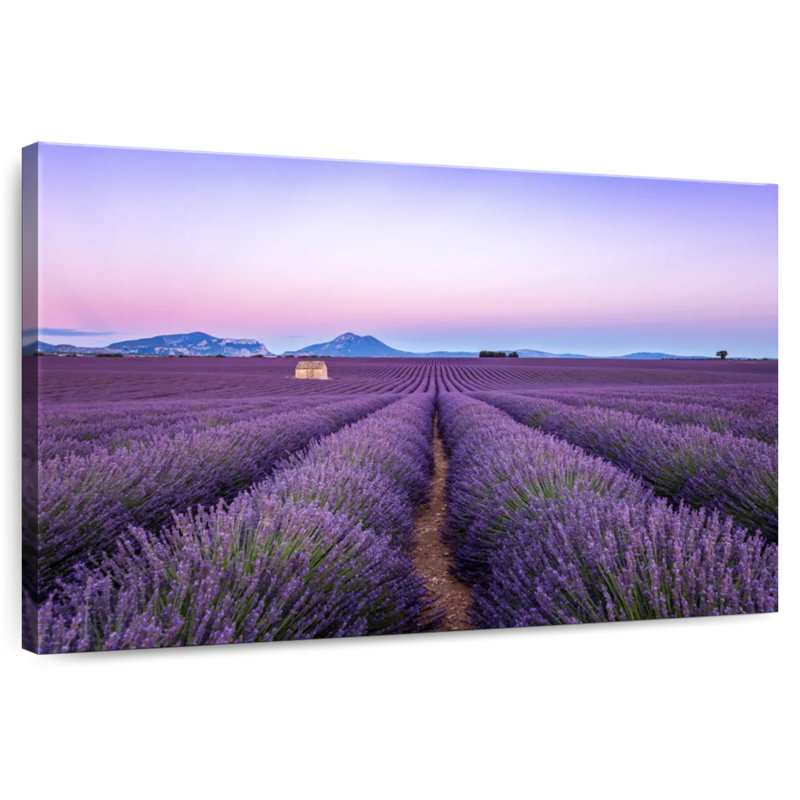 Champ de lavande d'Alvord en France, H 20 po x l 30 po