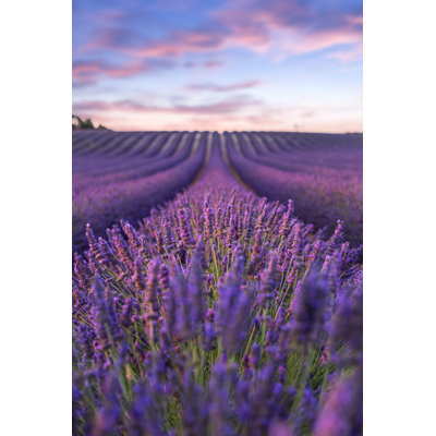 Lavender Field par Remedios - Photographie sur toile tendue