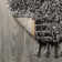 Felicdad Shag Plush Tassel Charcoal Rug