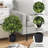 Guttenberg Faux Boxwood Topiary in Pot
