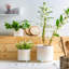 Nicola Spring - Reactive Glaze Footed Plant Pot-63880920-63880924