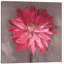 « rose zinnia », impression sur toile-20900343