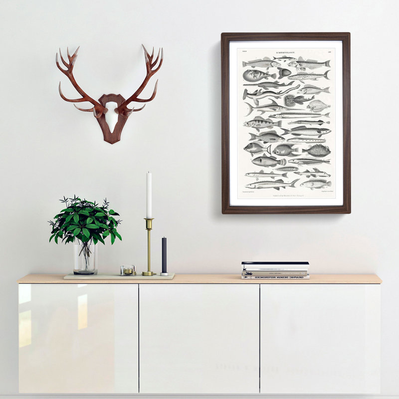 Study of Fish LXL by Oliver Goldsmith - Framed Print, Walnut Framed, 87cm H x 62cm W x 2cm D