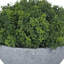 Andaiye 15cm Plant in Pot