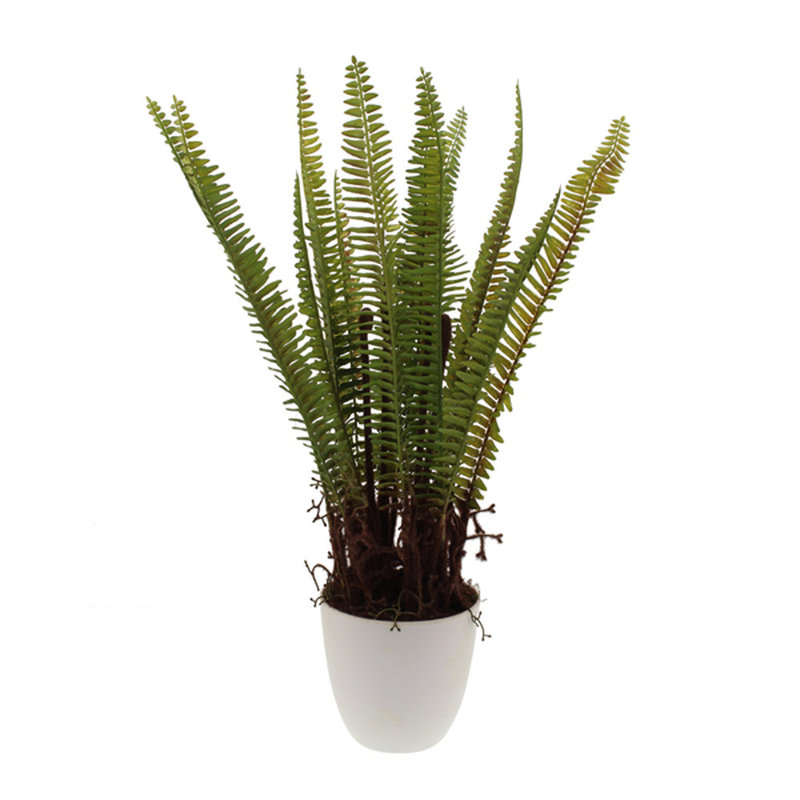 60cm Fern Plant in Pot