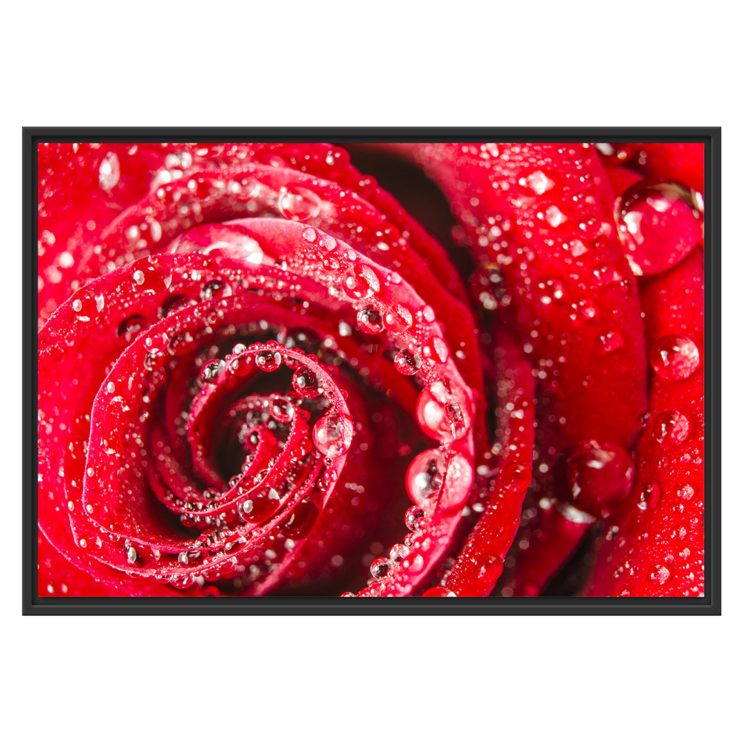 Gerahmtes Wandbild Rose mit Wassertropfen