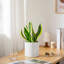 FLHPOT Ceramic Pot Planter