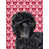 Affenpinscher 2