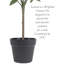 Olive artificielle en pot-748669070