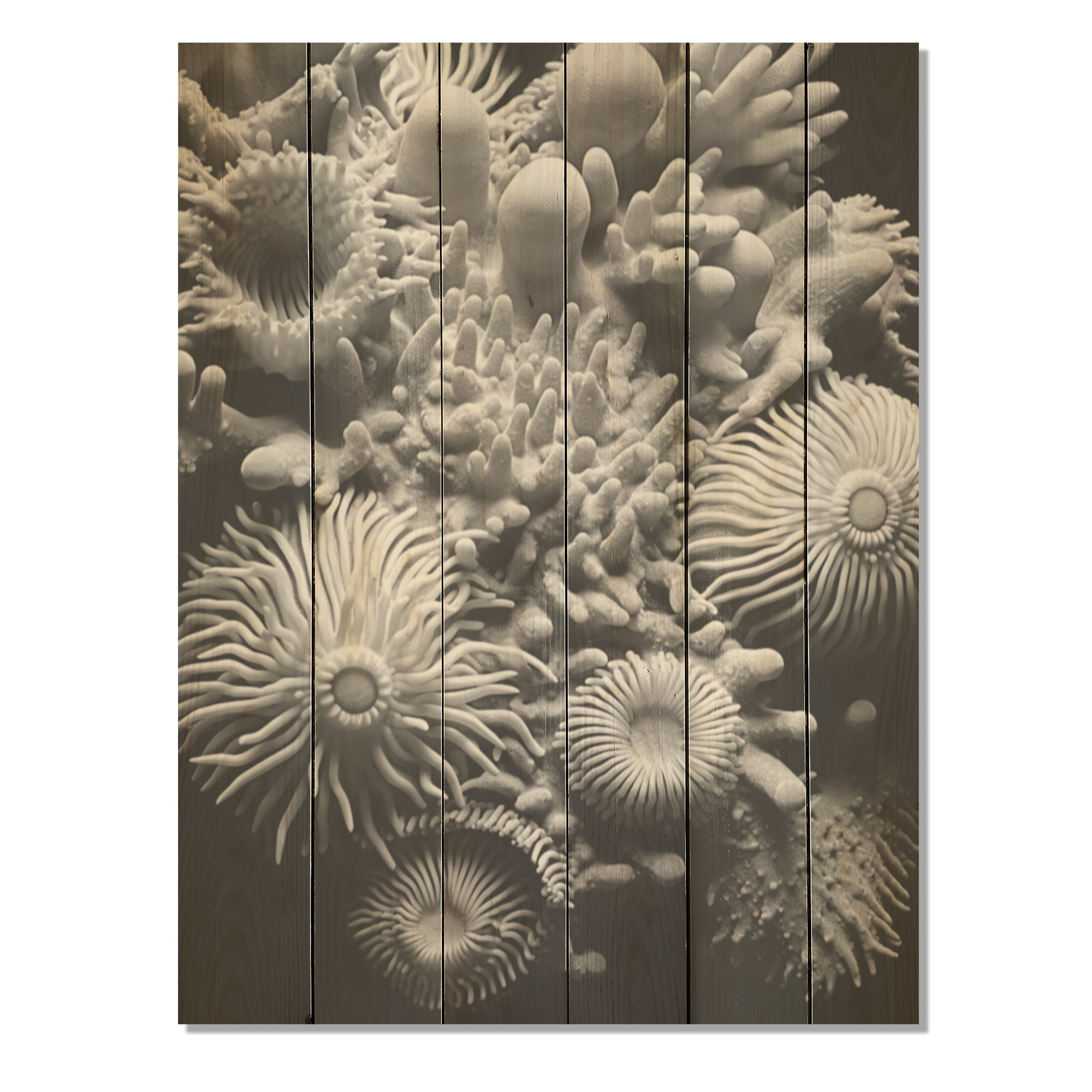 Beachcrest Home™ Ocean Coral Anemone Parade Coastal Coral Under Water