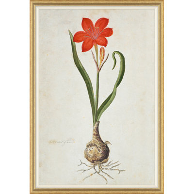 The Gordon African Collection: Plants, Robert Jacob Gordon, 1777-1786 Print by Robert Jacob Gordon