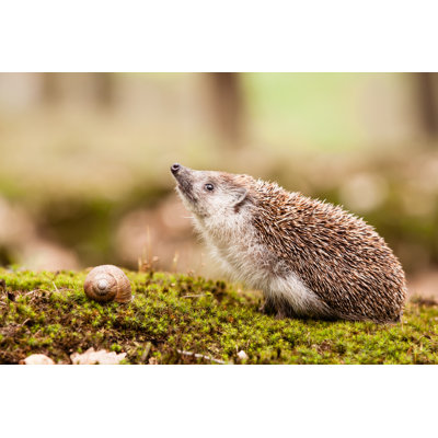 " Eastern European Hedgehog " by Jarrycz