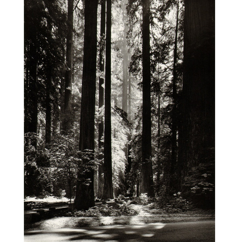 Redwoods, Founder's Grove, 24" H x 19" W