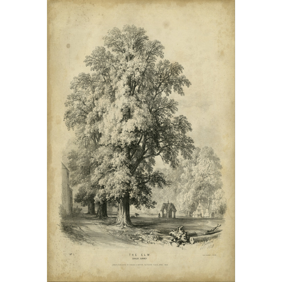 The Elm by George Barnard - Wrapped Canvas Print