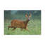 No Frame Print on Canvas