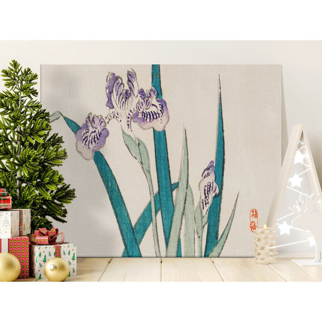 Japanese Iris Botanical Roepke