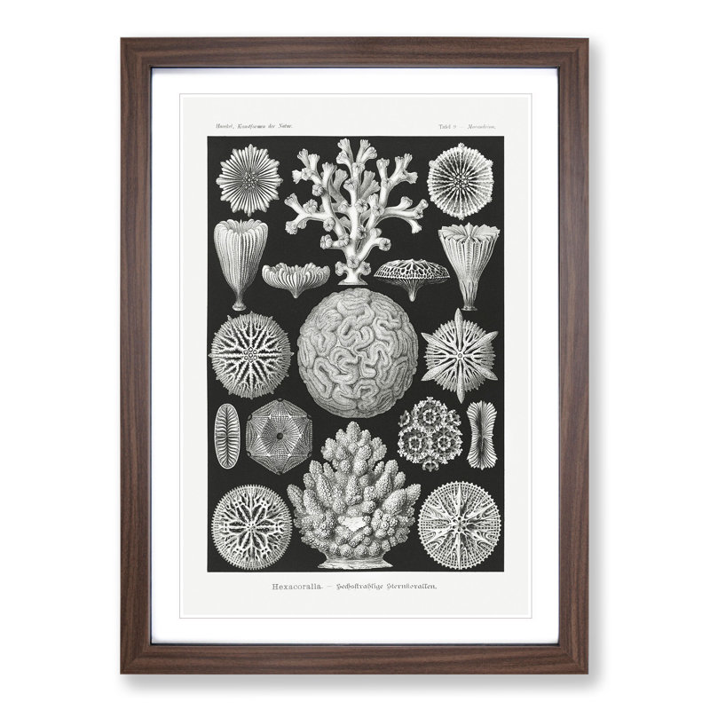 Hexacorallia Coral Vol.1 by Ernst Haeckel - Framed Print, 65cm H x 48cm W x 2cm D, Walnut Framed