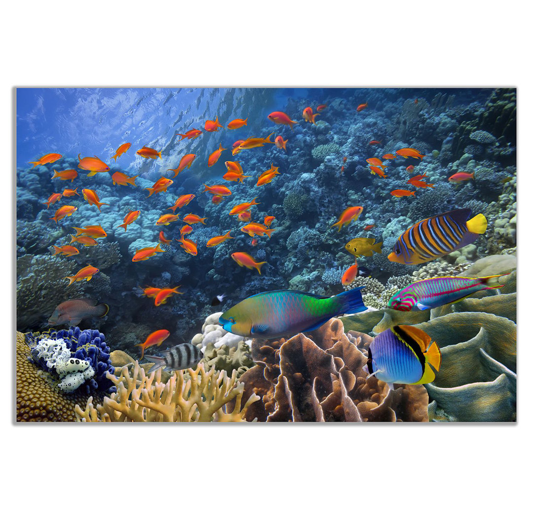 Tropical Fish On Coral Reef - Wrapped Canvas Print