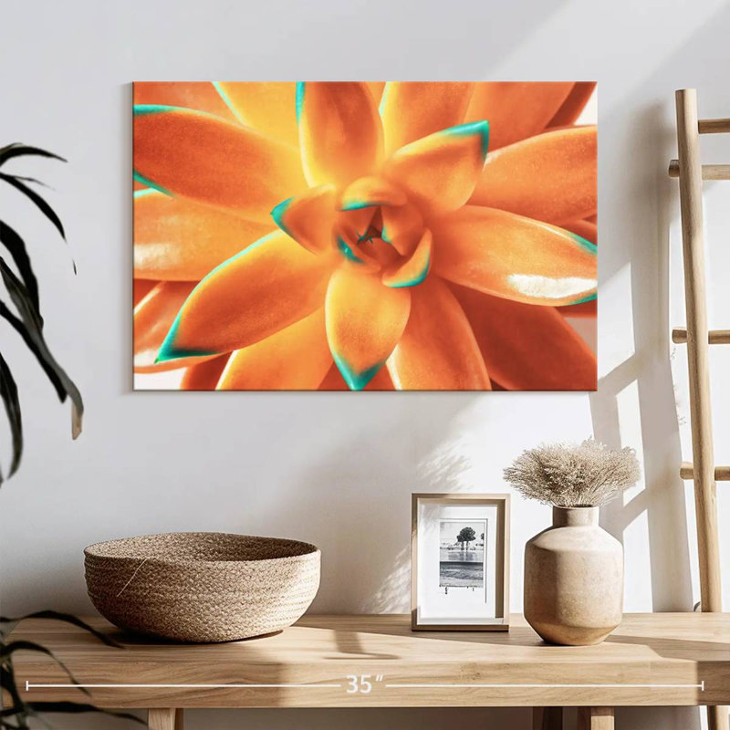 Plante grasse orange Harnek, H 16 po x l 24 po