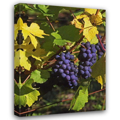 Latitude Run® Terrill, Steve Gallery Wrapped Canvas Art Titled: OR, Willamette Valley Pinot noir grapes