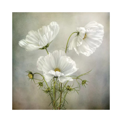 Cosmos Charm by Mandy Disher - Wrapped Canvas Print