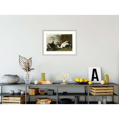 Eider Duck by   John James Audubon -Framed Giclee Print