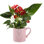 Anthurium Plant in Planter