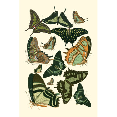 Butterfly Study by Vision Studio - Wrapped Canvas Print