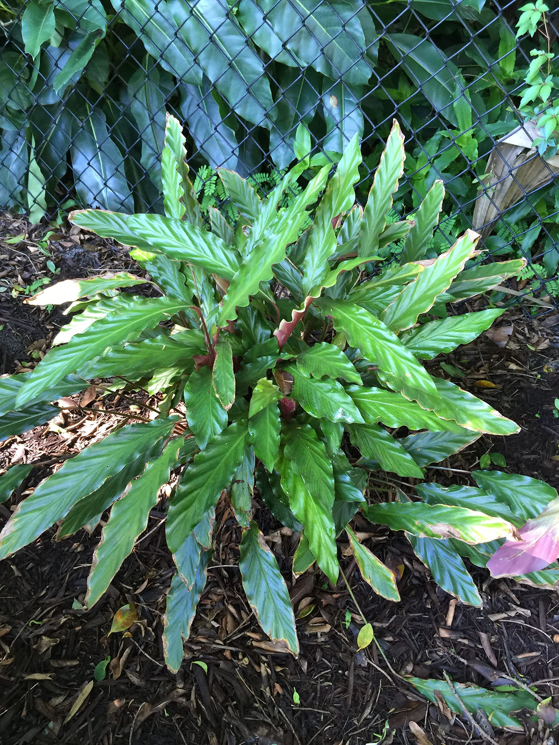 Wekiva Foliage LLC Calathea Rufibarba - Live Plant in a 2 Inch Pot ...
