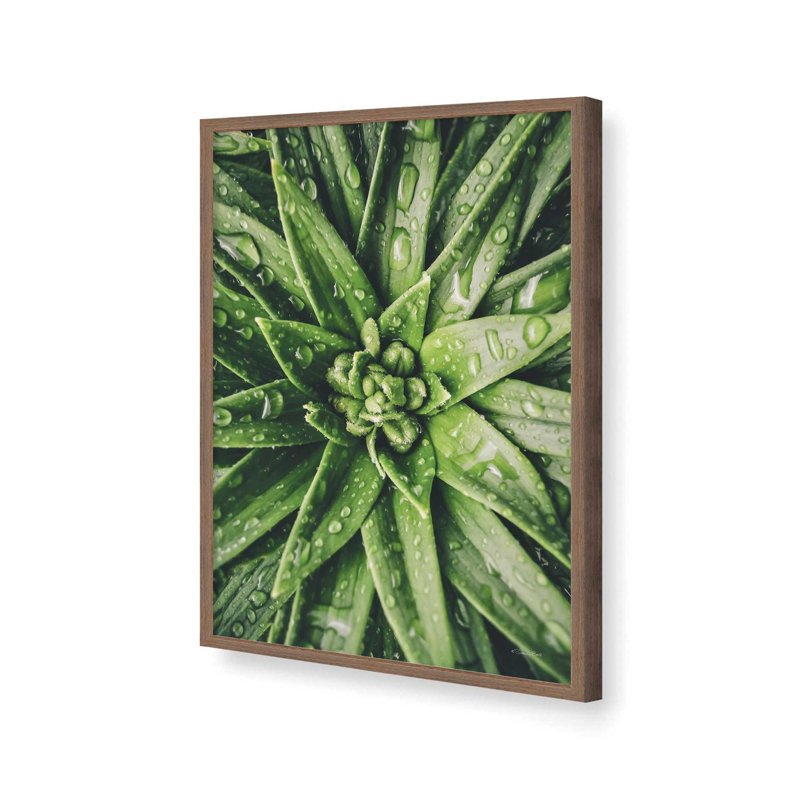 «Dew Drop Succulent» par Susan Ball, reproduction d'art, Brun, 18 W x 24 H, Impression encadrée