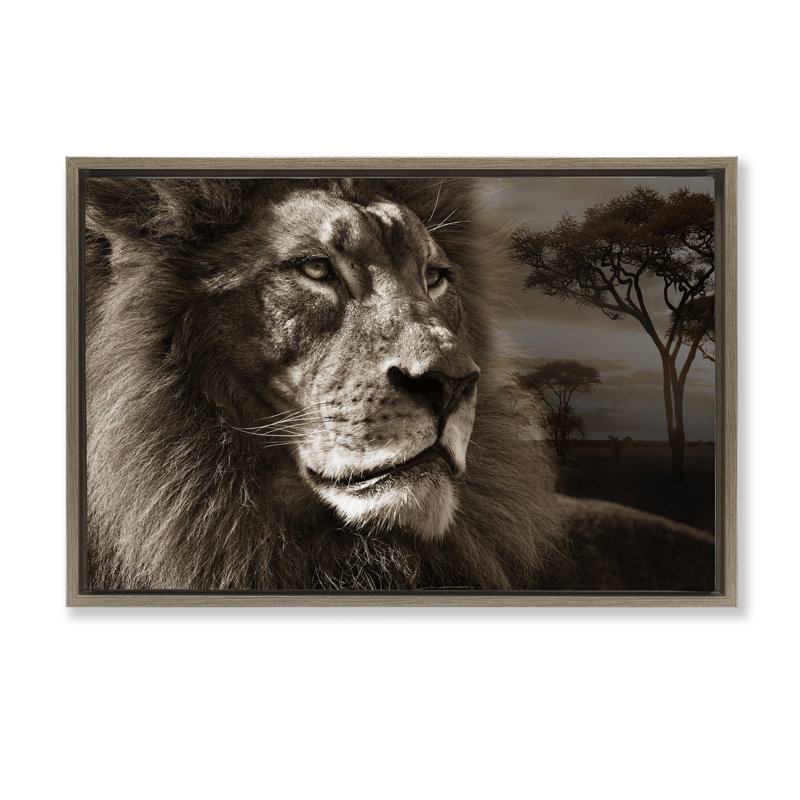 Portrait de lion sur la savane, H 21 po x l 31 po, Cadre flottant orme Montalcino