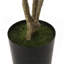 Pieris artificiel-1341383466