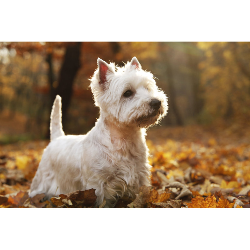 West Highland White Terrier - Wrapped Canvas Print, 30cm H x 46cm W