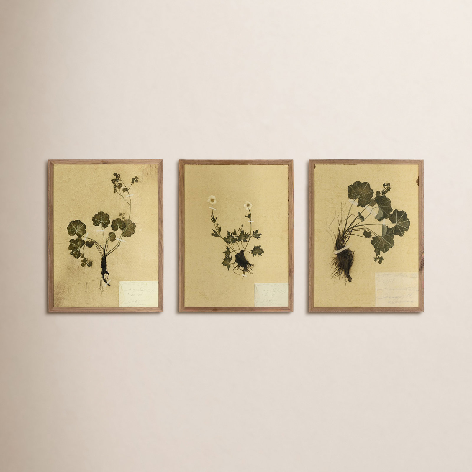 "Petite Study Triptych" by Hannah Winters, 24" H x 54" W