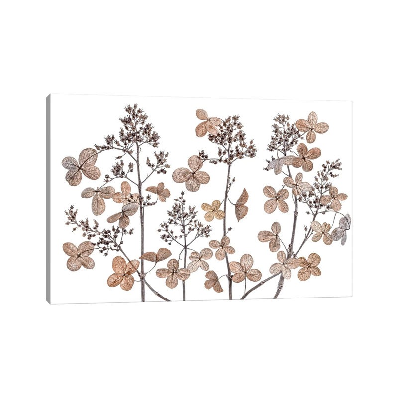 Hydrangea Paniculata 1 Piece Wrapped Canvas Painting, 20.32 cm H x 30.48 cm W