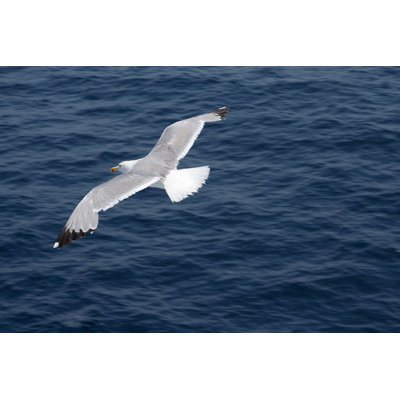 Seagull  in Wide Winged by Lubilub