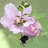 Primrue Live Hibiscus Plant