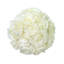 Hand-Tied White Rose Bouquet