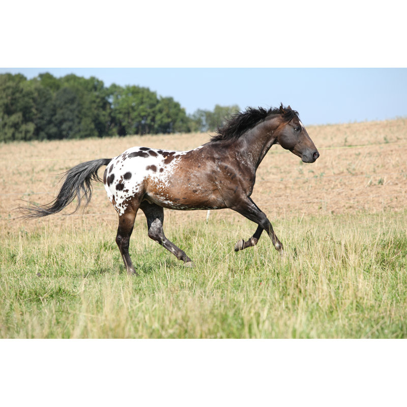 Lovely Appaloosa Stallion Running by Zuzule - Wrapped Canvas Print, 51 cm H x 76 cm W
