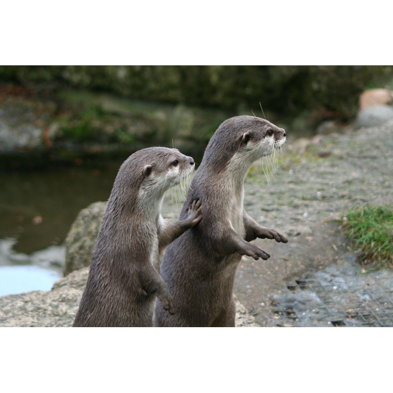 Labrina Otters On High Alerte par - Photographie de toile tendue, H 8 po x l 12 po