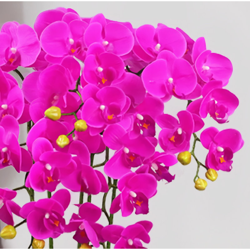 Orchidée papillon