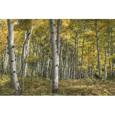 Aspen Grove II by Danny Head - Photograph Print