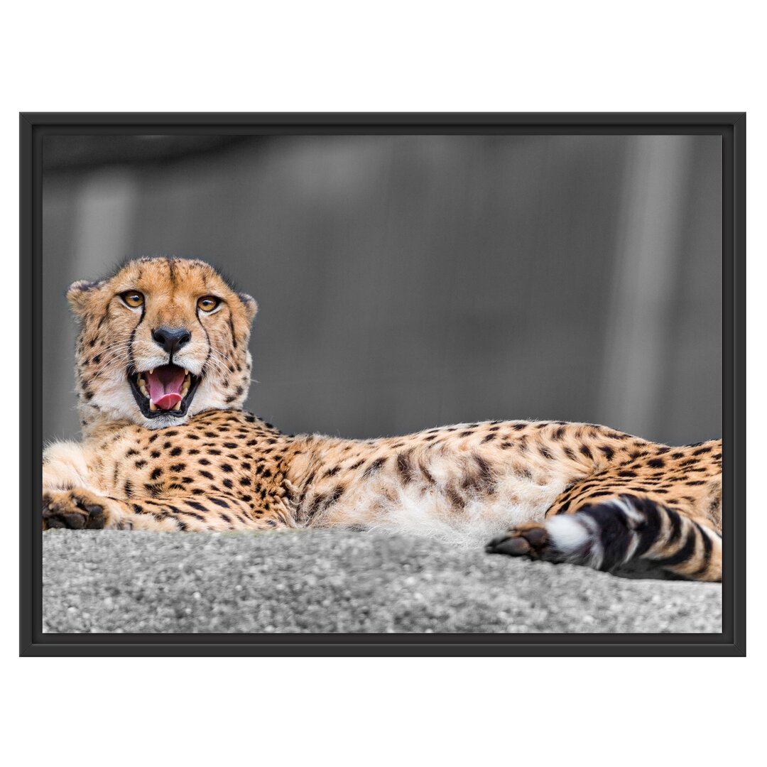 Gerahmtes Wandbild schlafender schöner Gepard