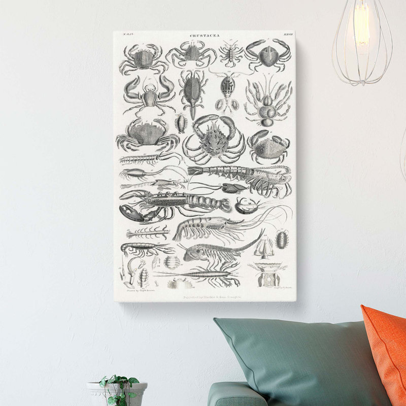 Study Of Crustaceans by Oliver Goldsmith - Wrapped Canvas Print, 50cm H x 35cm W x 3cm D