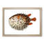 Balloon Fish by George Shaw - Picture Frame Painting-57844688-57844687