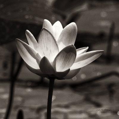 Fleur de lotus VII