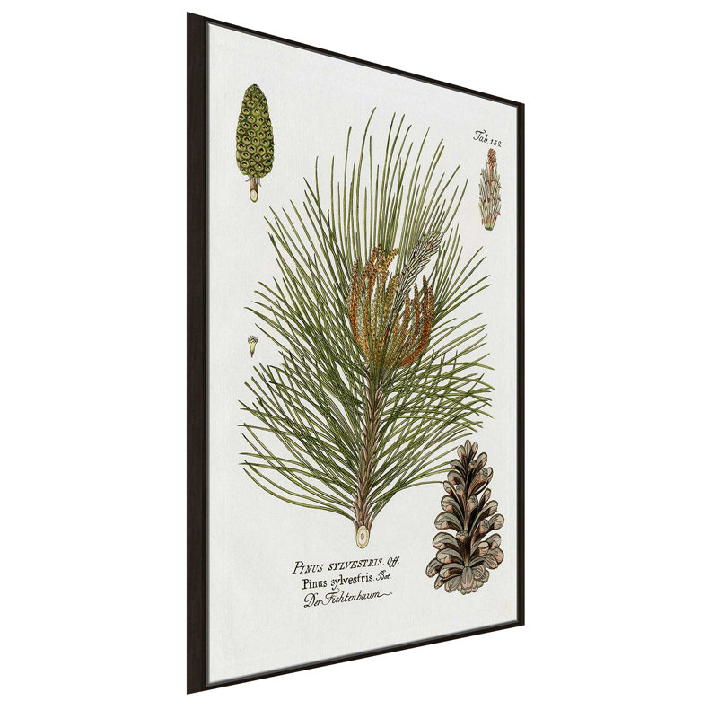 Épinette botanique par Kelly Donovan - Peinture, L 27,5 po x H 43,5 po, Encadrement brun