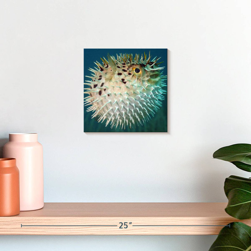 Brampt Puffer Fish